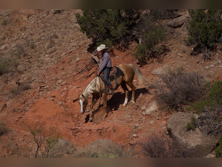 Caballo cuarto de milla Caballo castrado 5 años 152 cm Palomino in Canyon, TX