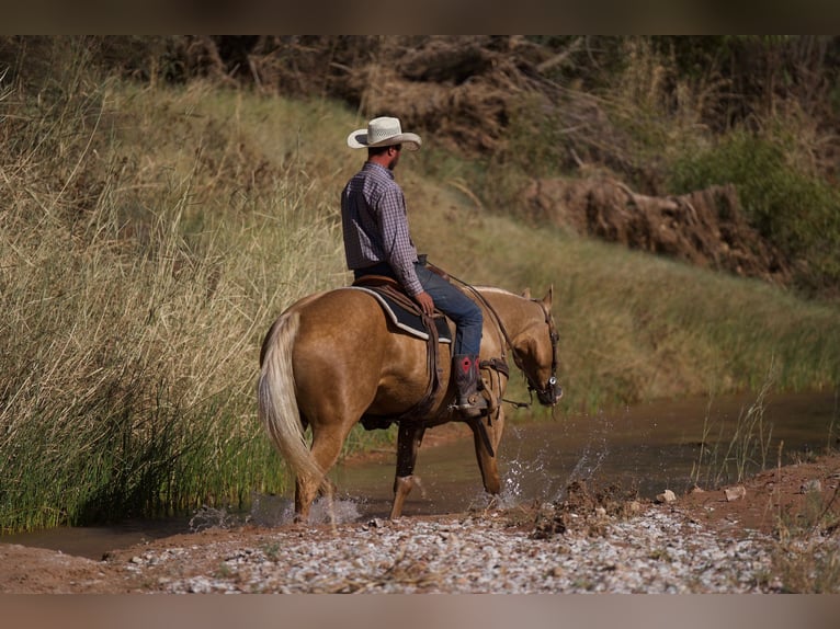 Caballo cuarto de milla Caballo castrado 5 años 152 cm Palomino in Canyon, TX
