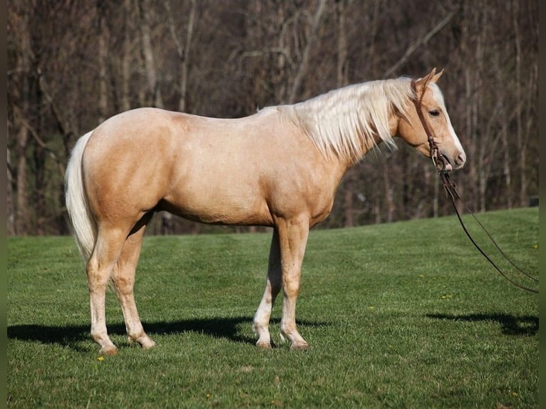 Caballo cuarto de milla Caballo castrado 5 años 152 cm Palomino in SOMERSET, KY