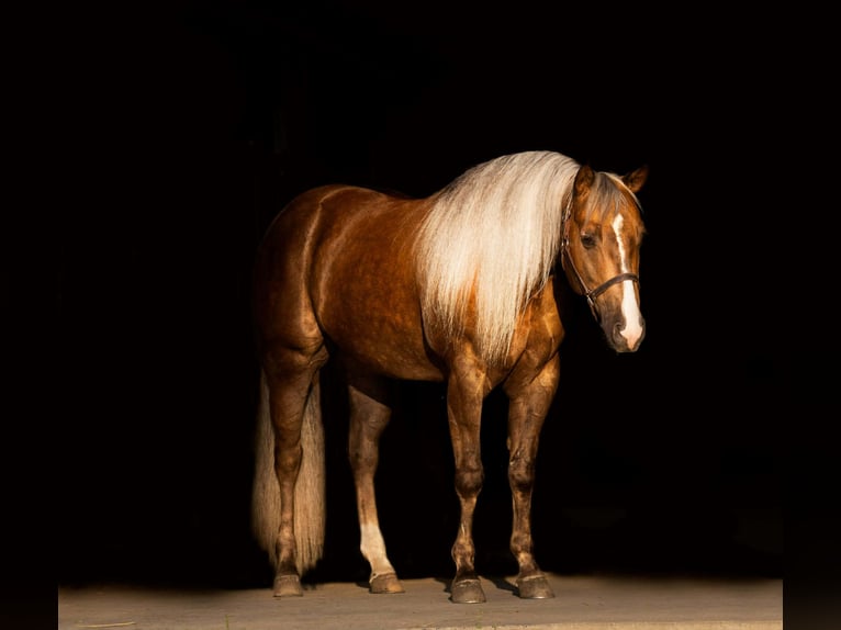 Caballo cuarto de milla Caballo castrado 5 años 152 cm Palomino in Aguila