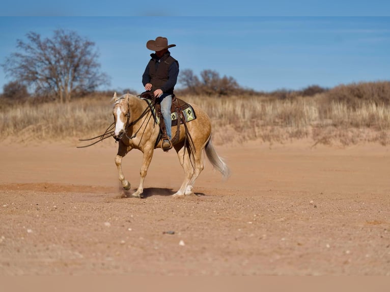 Caballo cuarto de milla Caballo castrado 5 años 152 cm Palomino in Marshall, MO