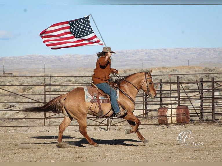 Caballo cuarto de milla Caballo castrado 5 años 152 cm Red Dun/Cervuno in Cody, WY