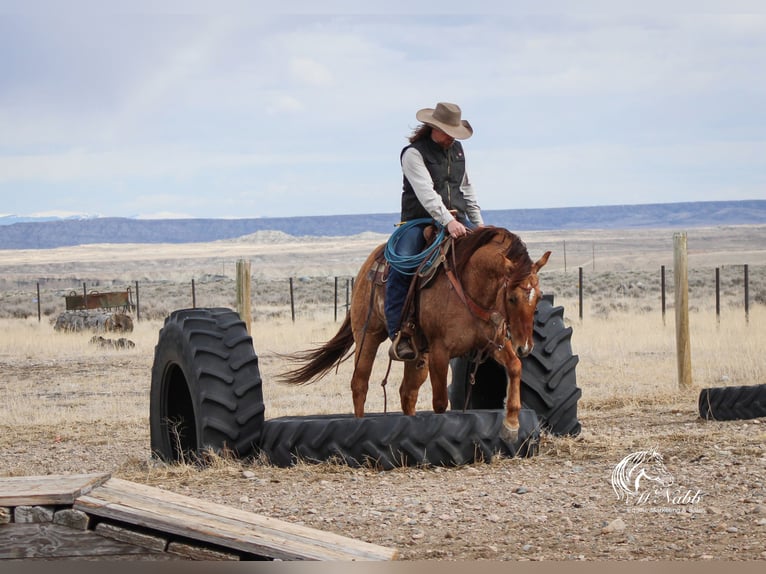 Caballo cuarto de milla Caballo castrado 5 años 152 cm Red Dun/Cervuno in Cody, WY