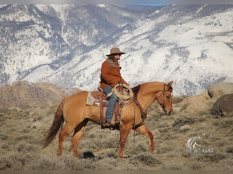 Caballo cuarto de milla Caballo castrado 5 años 152 cm Red Dun/Cervuno in Cody, WY