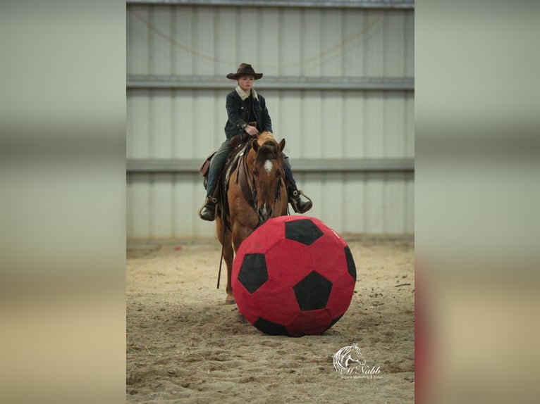 Caballo cuarto de milla Caballo castrado 5 años 152 cm Red Dun/Cervuno in Cody, WY