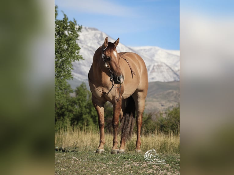 Caballo cuarto de milla Caballo castrado 5 años 152 cm Red Dun/Cervuno in Cody, WY