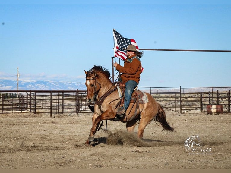 Caballo cuarto de milla Caballo castrado 5 años 152 cm Red Dun/Cervuno in Cody, WY