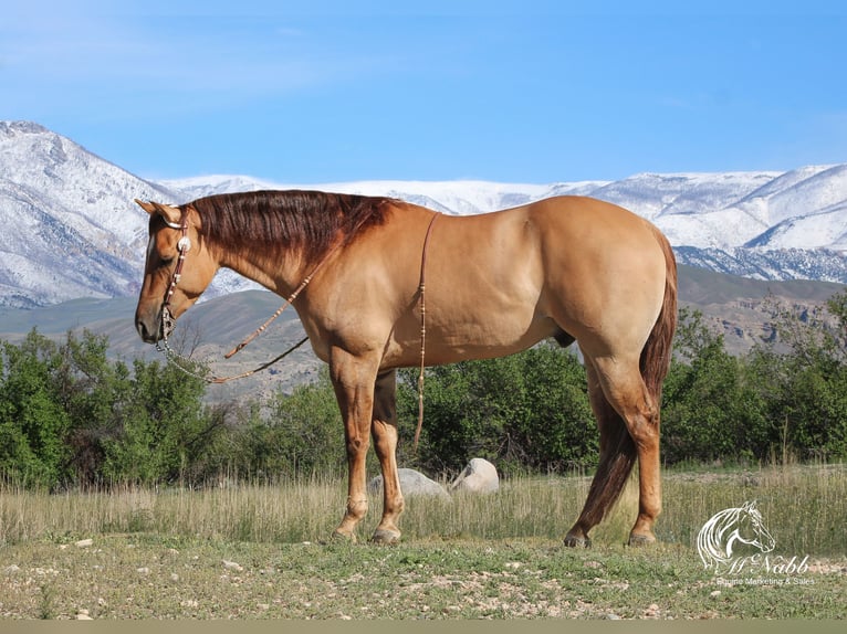 Caballo cuarto de milla Caballo castrado 5 años 152 cm Red Dun/Cervuno in Cody, WY