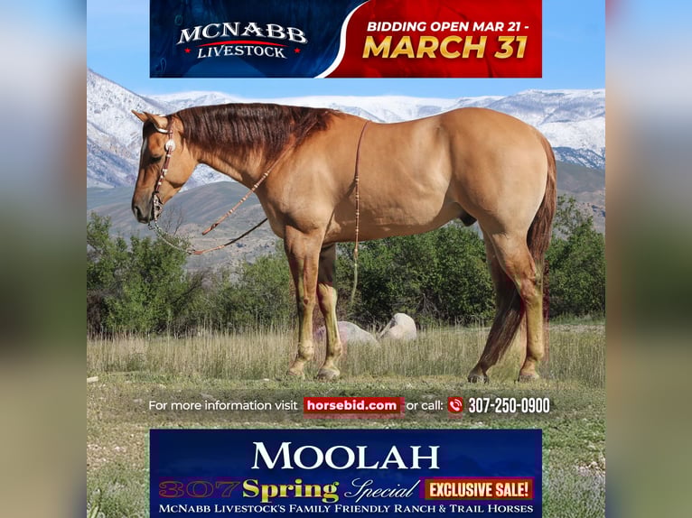 Caballo cuarto de milla Caballo castrado 5 años 152 cm Red Dun/Cervuno in Cody, WY