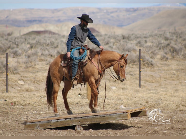 Caballo cuarto de milla Caballo castrado 5 años 152 cm Red Dun/Cervuno in Cody, WY
