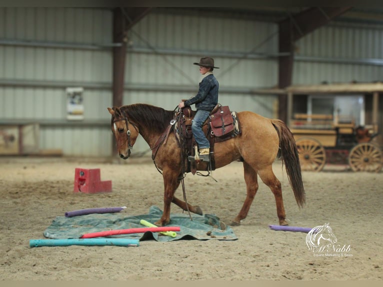 Caballo cuarto de milla Caballo castrado 5 años 152 cm Red Dun/Cervuno in Cody, WY