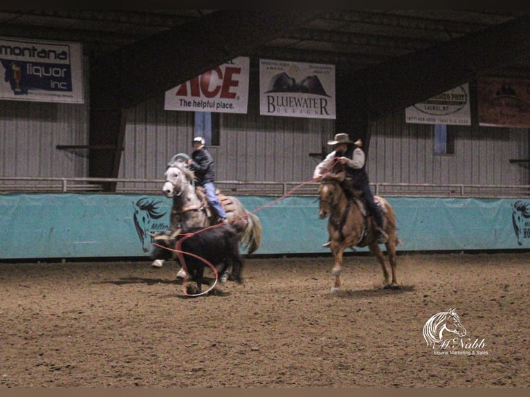 Caballo cuarto de milla Caballo castrado 5 años 152 cm Red Dun/Cervuno in Cody, WY