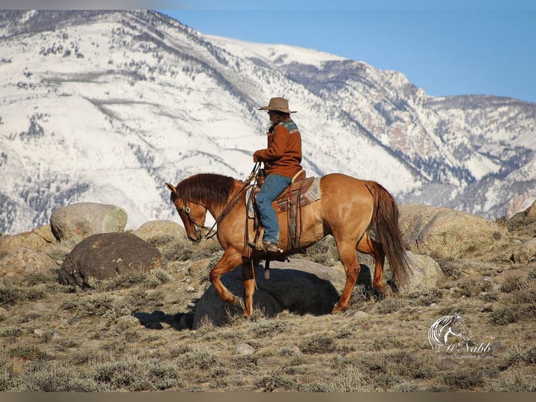 Caballo cuarto de milla Caballo castrado 5 años 152 cm Red Dun/Cervuno in Cody, WY