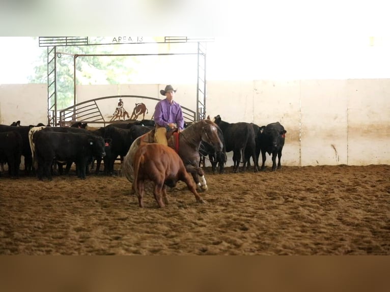 Caballo cuarto de milla Caballo castrado 5 años 152 cm Ruano alazán in Bellevue