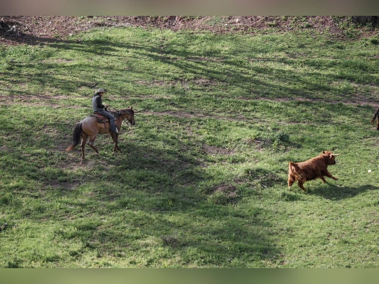 Caballo cuarto de milla Caballo castrado 5 años 152 cm Ruano alazán in Needmore