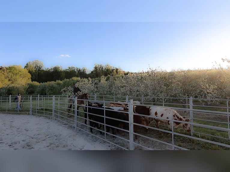 Caballo cuarto de milla Caballo castrado 5 años 152 cm Ruano alazán in Needmore