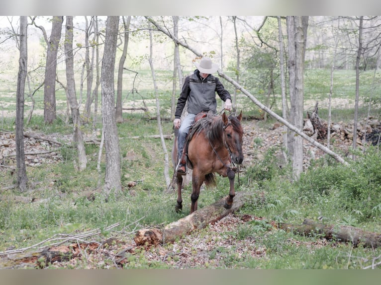 Caballo cuarto de milla Caballo castrado 5 años 152 cm Ruano alazán in Needmore