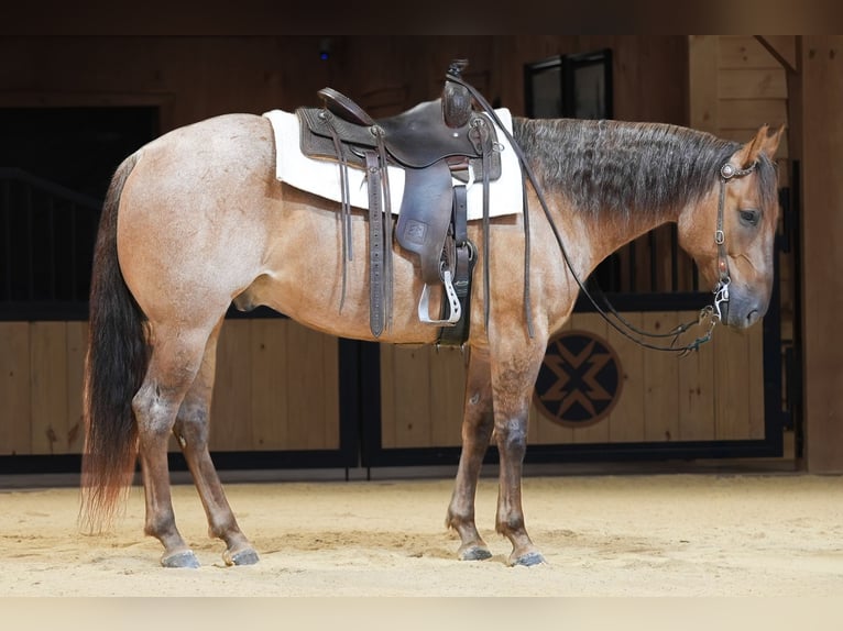 Caballo cuarto de milla Caballo castrado 5 años 152 cm Ruano alazán in Needmore