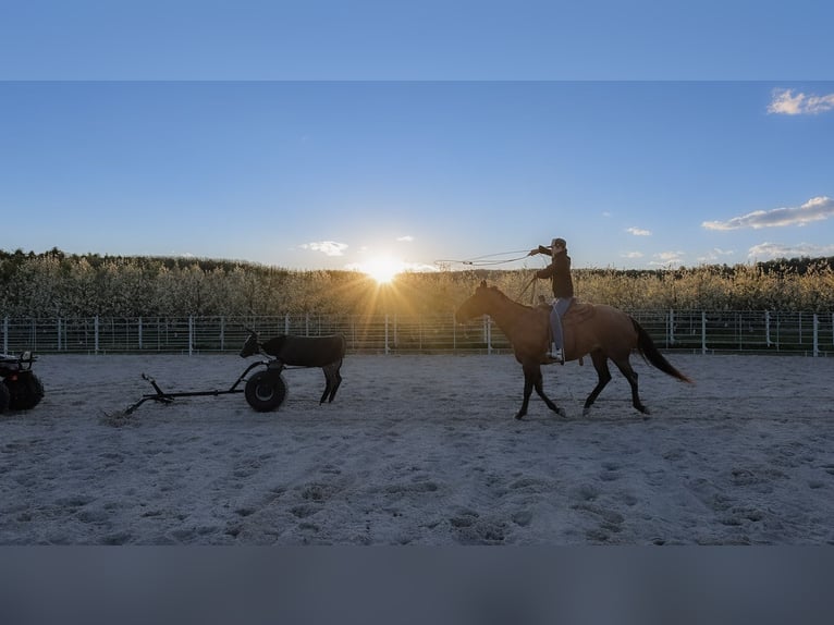 Caballo cuarto de milla Caballo castrado 5 años 152 cm Ruano alazán in Needmore