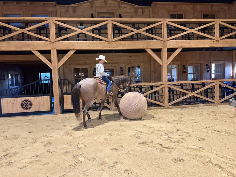 Caballo cuarto de milla Caballo castrado 5 años 152 cm Ruano alazán in Needmore