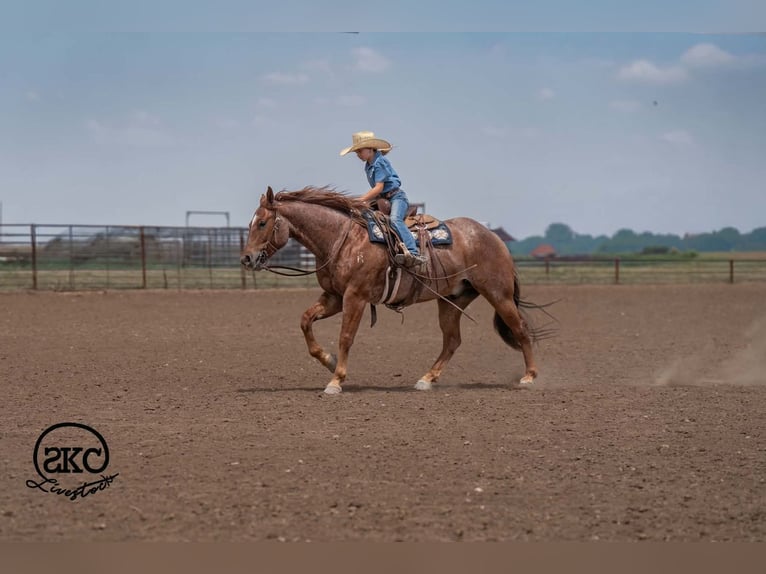 Caballo cuarto de milla Caballo castrado 5 años 152 cm Ruano alazán in Canyon