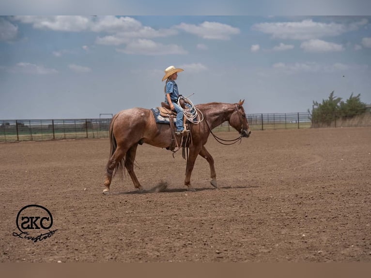 Caballo cuarto de milla Caballo castrado 5 años 152 cm Ruano alazán in Canyon