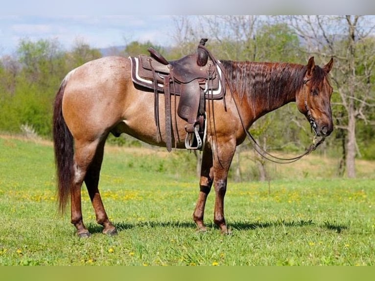 Caballo cuarto de milla Caballo castrado 5 años 152 cm Ruano alazán in Needmore