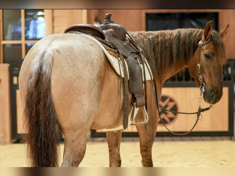 Caballo cuarto de milla Caballo castrado 5 años 152 cm Ruano alazán in Needmore
