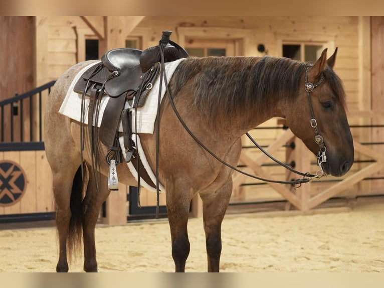 Caballo cuarto de milla Caballo castrado 5 años 152 cm Ruano alazán in Needmore