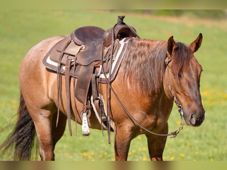 Caballo cuarto de milla Caballo castrado 5 años 152 cm Ruano alazán in Needmore