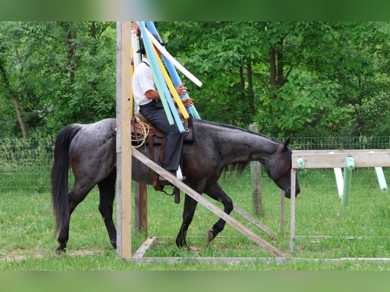 Caballo cuarto de milla Caballo castrado 5 años 152 cm Ruano azulado in Howell