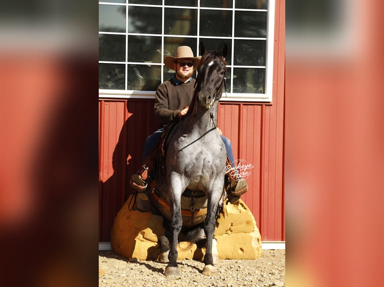 Caballo cuarto de milla Mestizo Caballo castrado 5 años 152 cm Ruano azulado in Millersburg, oh