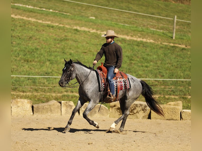 Caballo cuarto de milla Mestizo Caballo castrado 5 años 152 cm Ruano azulado in Millersburg, oh
