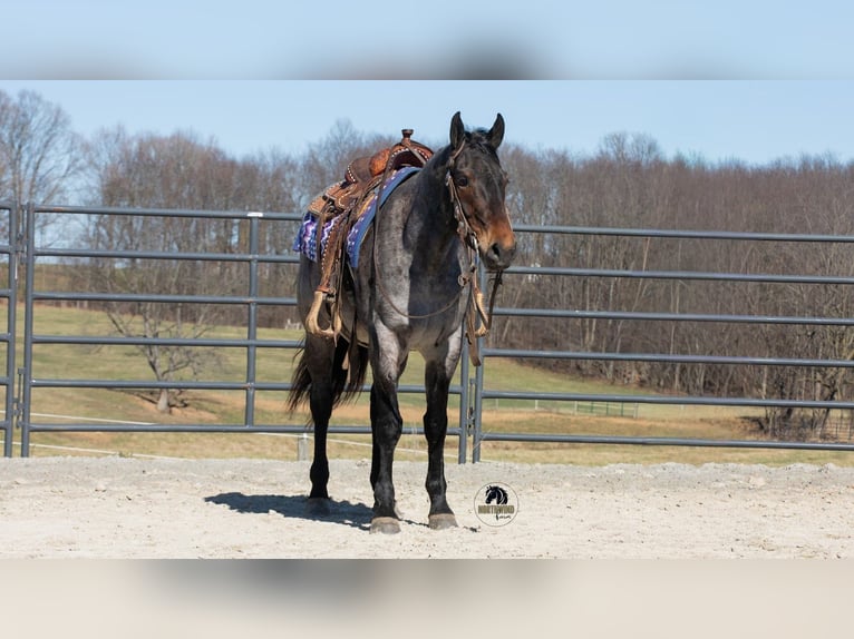 Caballo cuarto de milla Caballo castrado 5 años 152 cm Ruano azulado in Fredericksburg
