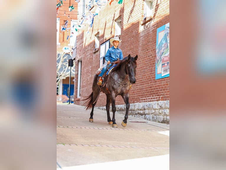 Caballo cuarto de milla Caballo castrado 5 años 152 cm Ruano azulado in Lyles