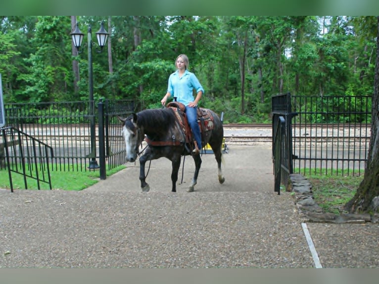 Caballo cuarto de milla Caballo castrado 5 años 152 cm Tordo in Rusk