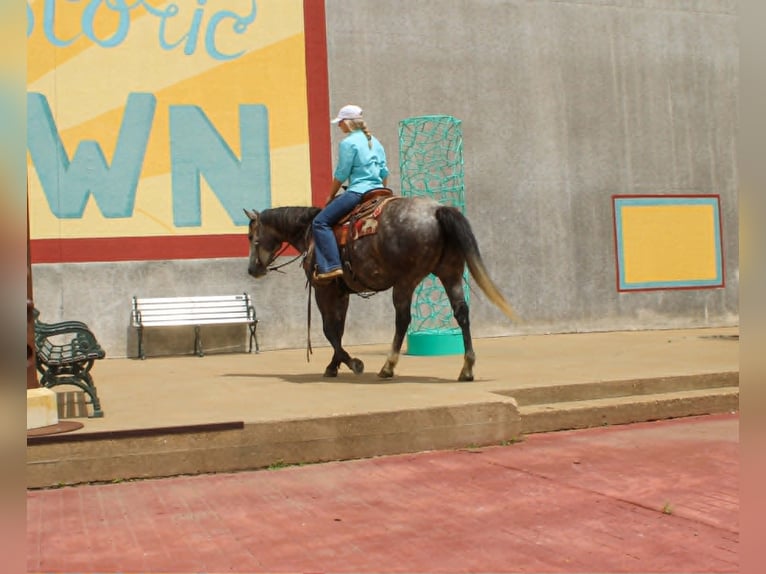 Caballo cuarto de milla Caballo castrado 5 años 152 cm Tordo in Rusk