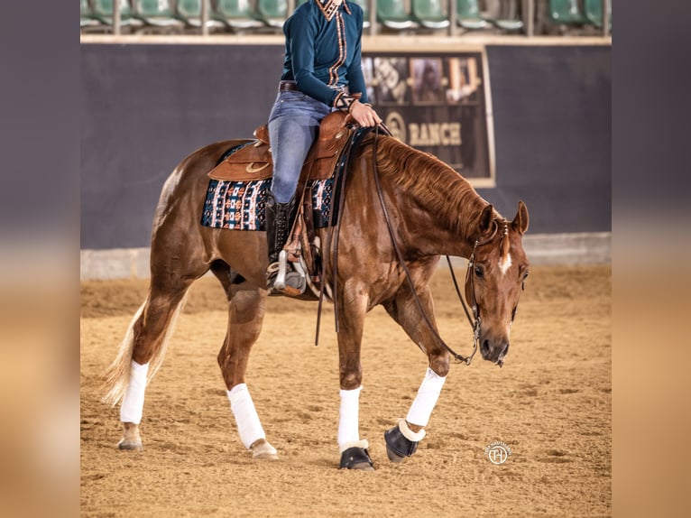 Caballo cuarto de milla Caballo castrado 5 años 153 cm Alazán in Wels