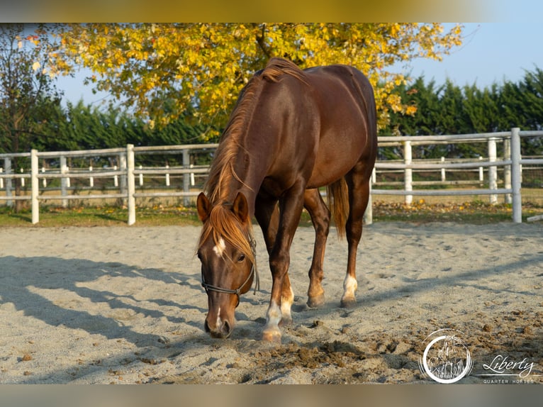 Caballo cuarto de milla Caballo castrado 5 años 153 cm Alazán-tostado in Carpeneto