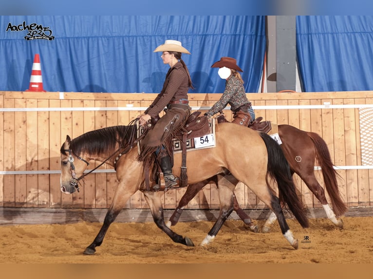 Caballo cuarto de milla Caballo castrado 5 años 153 cm Buckskin/Bayo in Oetzen
