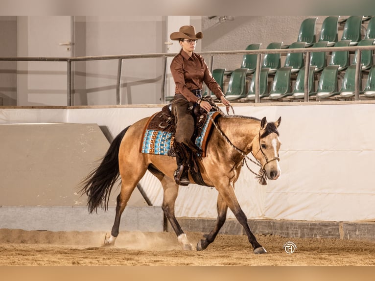 Caballo cuarto de milla Caballo castrado 5 años 153 cm Buckskin/Bayo in Oetzen