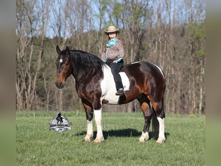 Caballo cuarto de milla Caballo castrado 5 años 153 cm Tobiano-todas las-capas in Mount Vernon