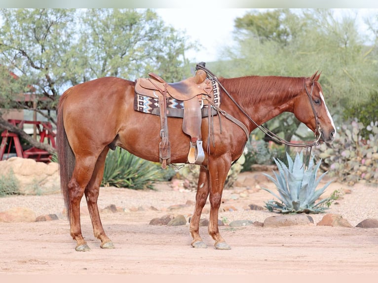 Caballo cuarto de milla Caballo castrado 5 años 155 cm Alazán rojizo in Cave Creek
