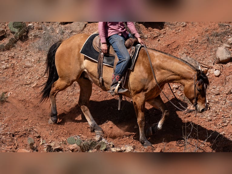 Caballo cuarto de milla Caballo castrado 5 años 155 cm Bayo in Canyon, TX