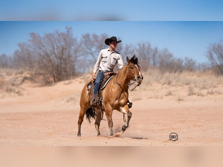 Caballo cuarto de milla Caballo castrado 5 años 155 cm Bayo in Canyon, TX