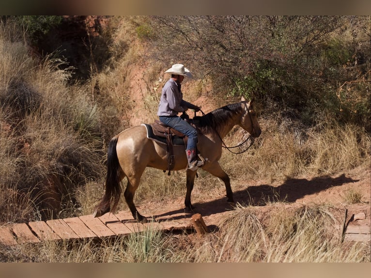Caballo cuarto de milla Caballo castrado 5 años 155 cm Buckskin/Bayo in Canyon, TX