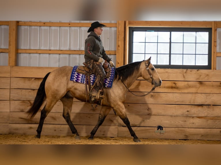 Caballo cuarto de milla Caballo castrado 5 años 155 cm Buckskin/Bayo in Fredericksburg