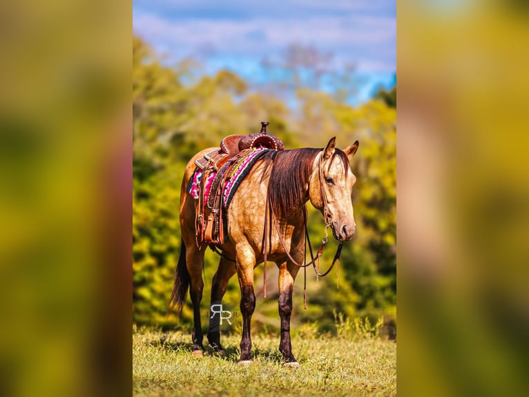 Caballo cuarto de milla Caballo castrado 5 años 155 cm Buckskin/Bayo in Lyles