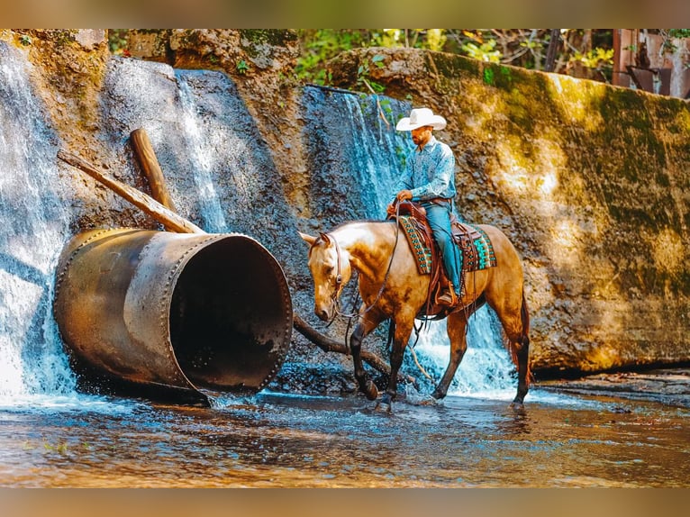 Caballo cuarto de milla Caballo castrado 5 años 155 cm Buckskin/Bayo in Lyles