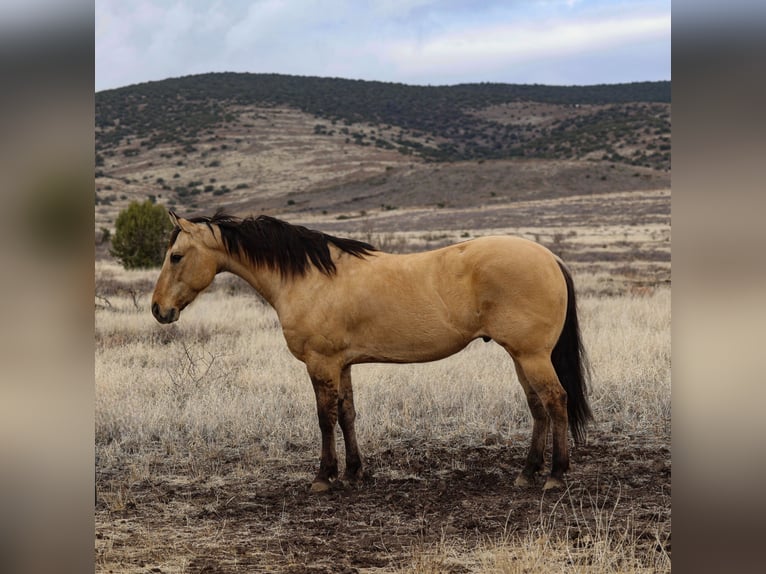 Caballo cuarto de milla Caballo castrado 5 años 155 cm in Camp Verde, AZ